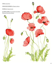 Charger l'image dans la galerie, Mon livre "Aquarelle fleurs des champs" / Reconnaître et peindre la poésie de la nature