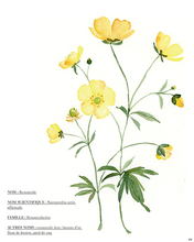 Charger l'image dans la galerie, Mon livre "Aquarelle fleurs des champs" / Reconnaître et peindre la poésie de la nature