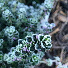 Charger l'image dans la galerie, Retraite créative du 17 au 19 octobre 2025