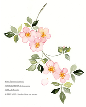 Charger l&#39;image dans la galerie, Mon livre &quot;Aquarelle fleurs des champs&quot; / Reconnaître et peindre la poésie de la nature
