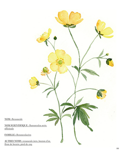 Mon livre "Aquarelle fleurs des champs" / Reconnaître et peindre la poésie de la nature
